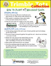 Milkweed Flyer